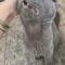 Baloo