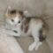 Odie