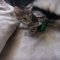 Bitsy
